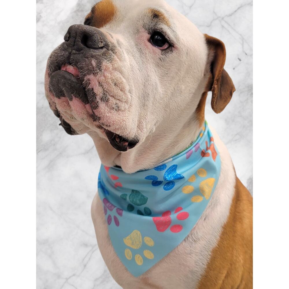 Light Blue Pet Bandana Colorful Paw Print